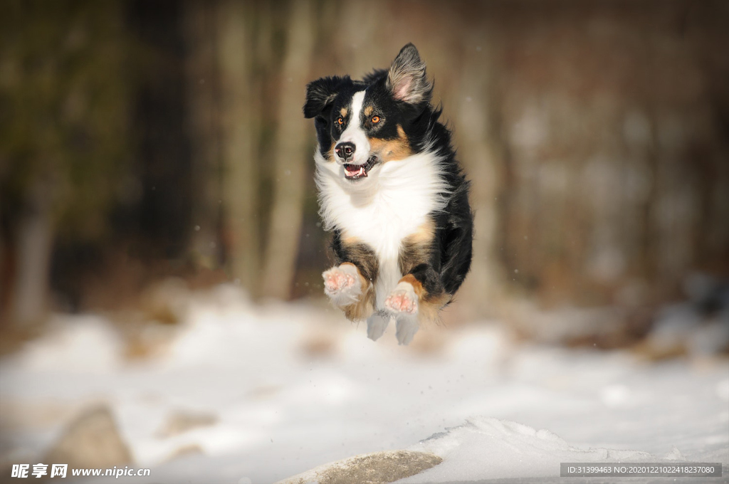 动物 宠物 狗 猫