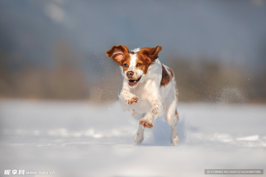 动物 宠物 狗 猫