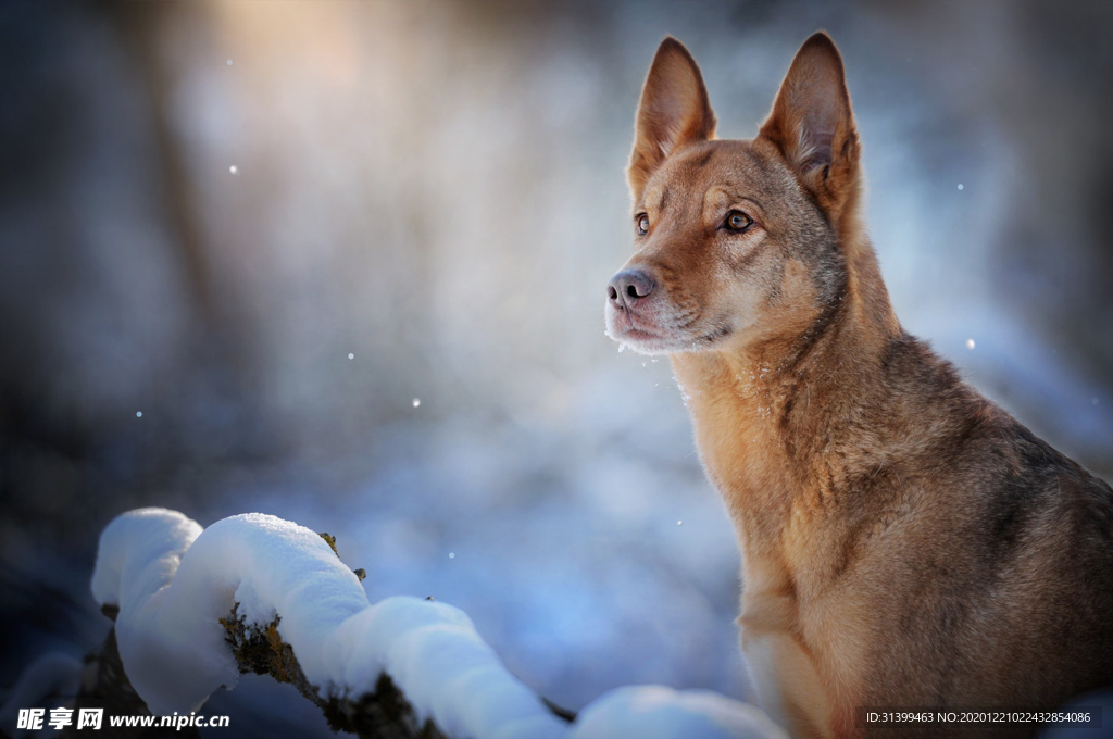 动物 宠物 狗 猫