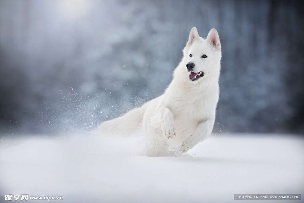 动物 宠物 狗 猫