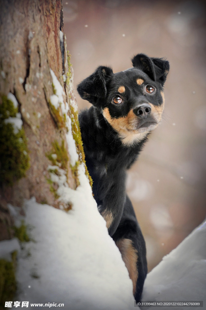动物 宠物 狗 猫