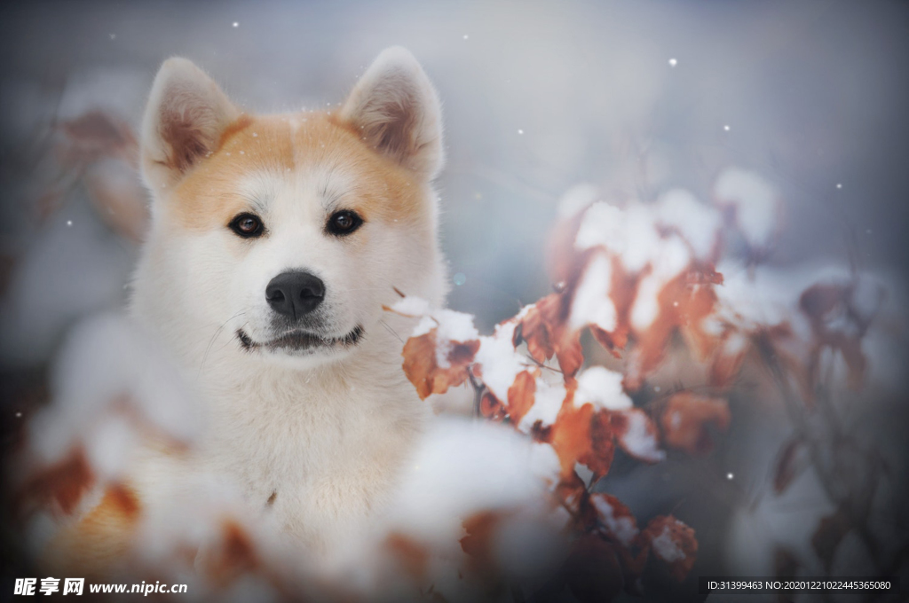动物 宠物 狗 猫