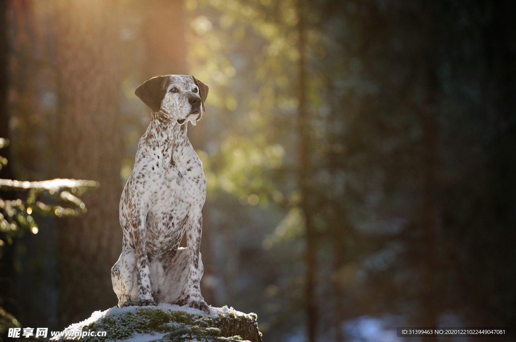 动物 宠物 狗 猫