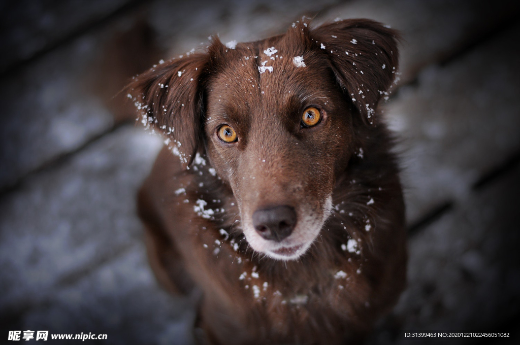 动物 宠物 狗 猫