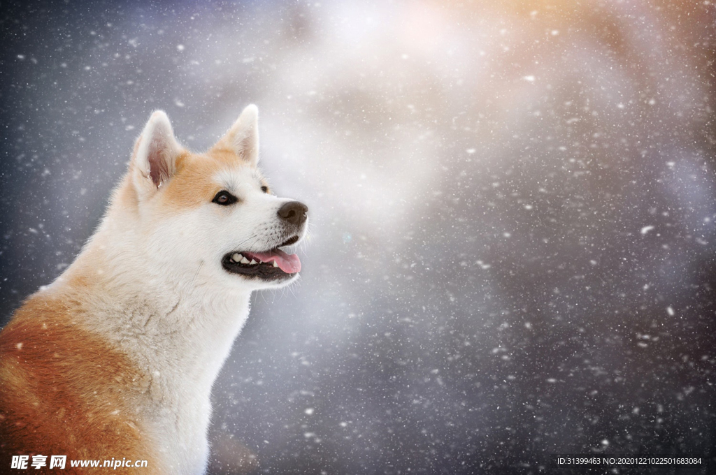 动物 宠物 狗 猫