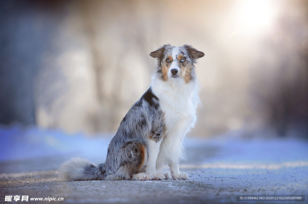 动物 宠物 狗 猫