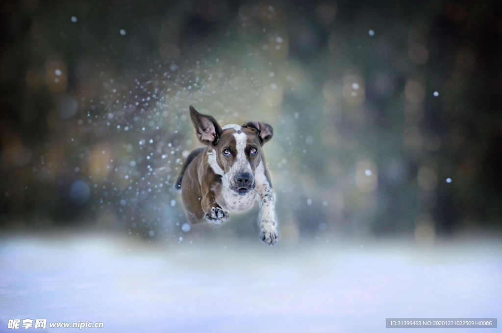 动物 宠物 狗 猫