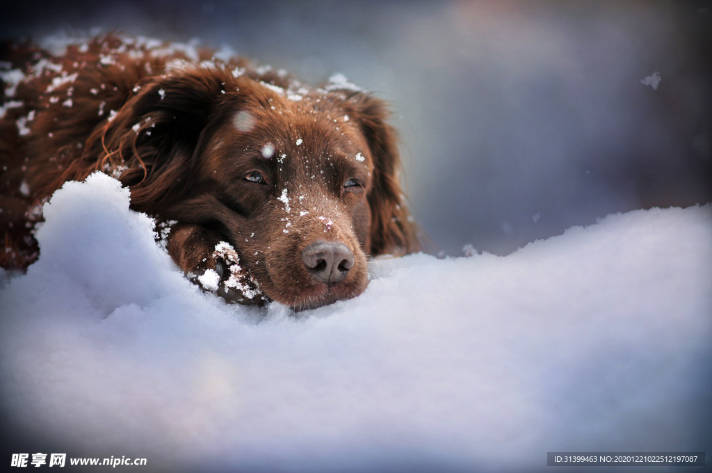 动物 宠物 狗 猫