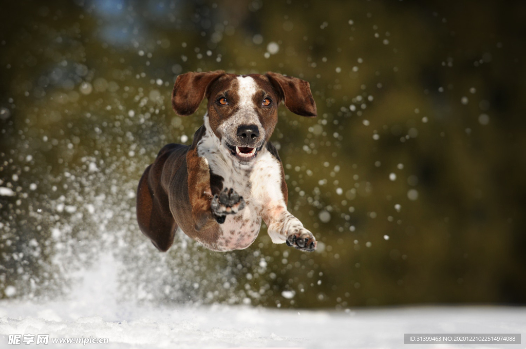 动物 宠物 狗 猫