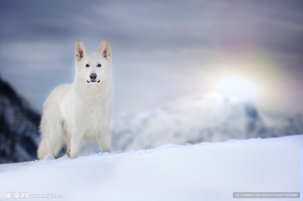 动物 宠物 狗 猫