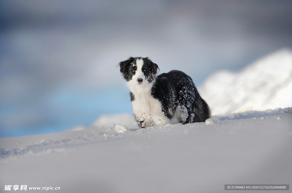 动物 宠物 狗 猫