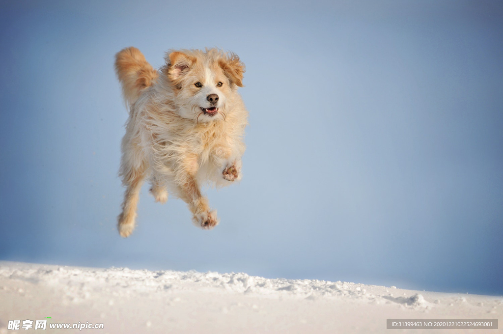 动物 宠物 狗 猫