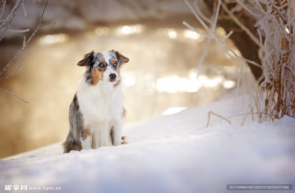 动物 宠物 狗 猫