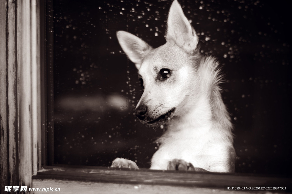 动物 宠物 狗 猫