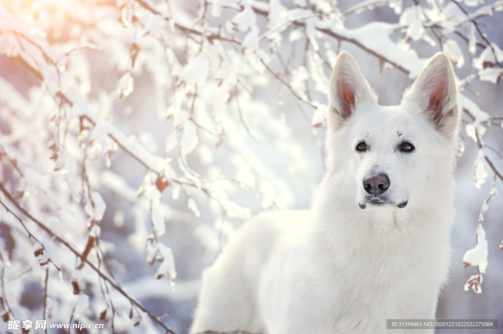 动物 宠物 狗 猫