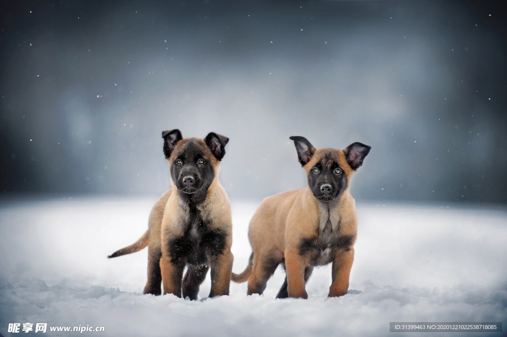 动物 宠物 狗 猫