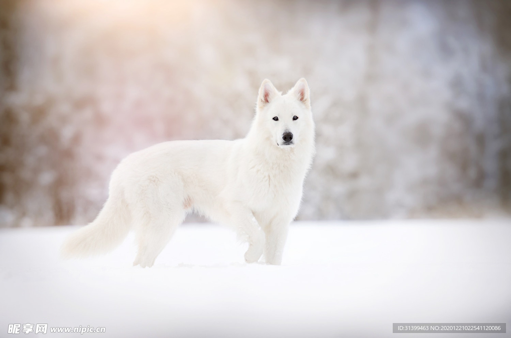 动物 宠物 狗 猫