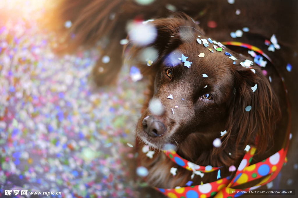 动物 宠物 狗 猫