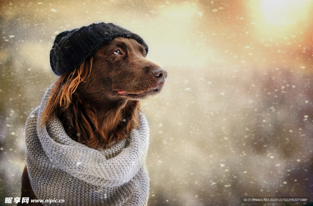 动物 宠物 狗 猫