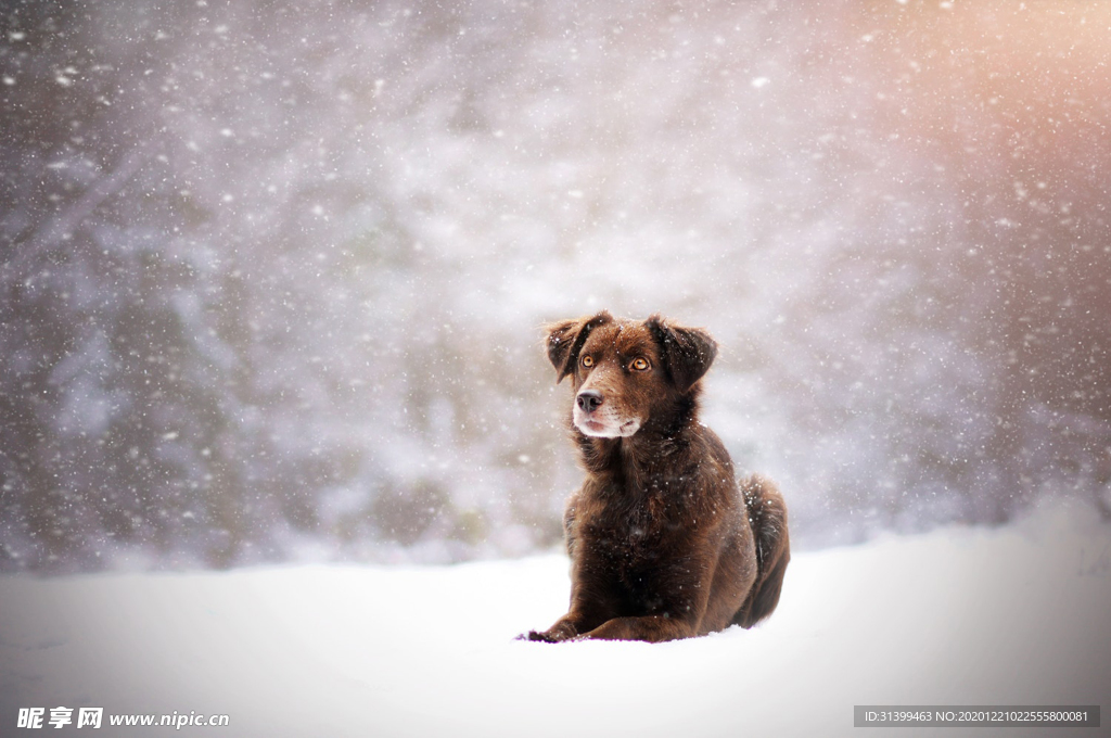 动物 宠物 狗 猫