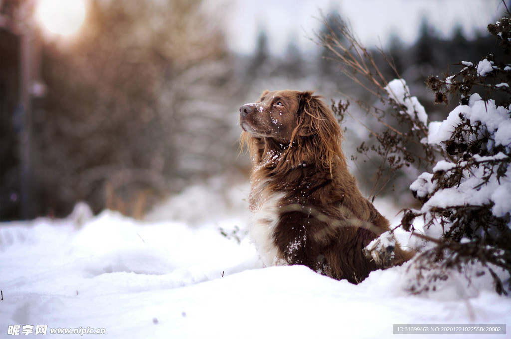 动物 宠物 狗 猫