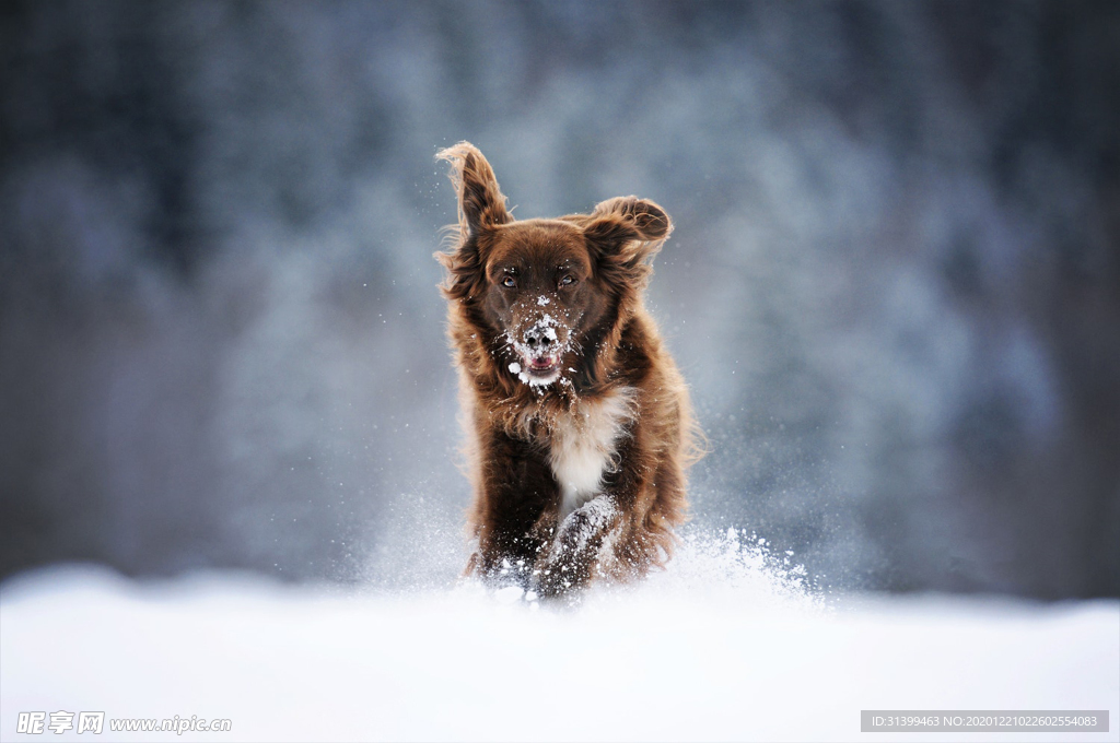 动物 宠物 狗 猫