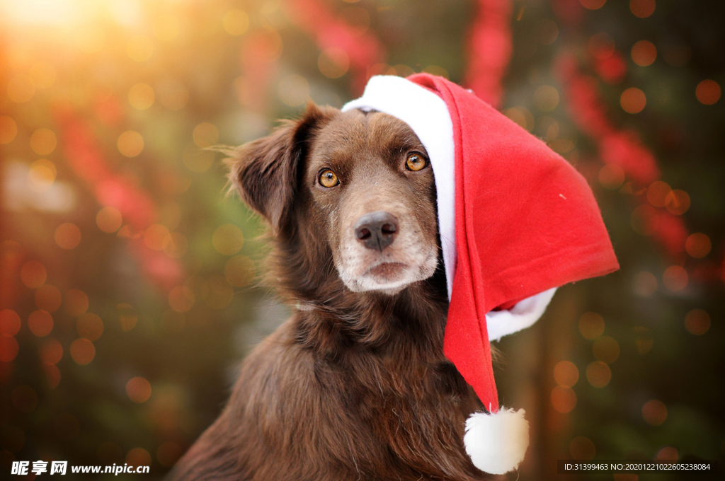 动物 宠物 狗 猫