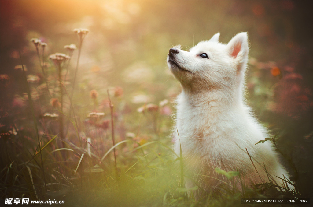 动物 宠物 狗 猫