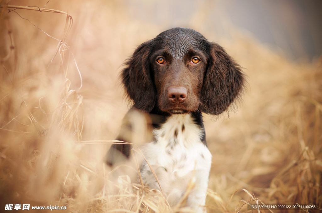 动物 宠物 狗 猫