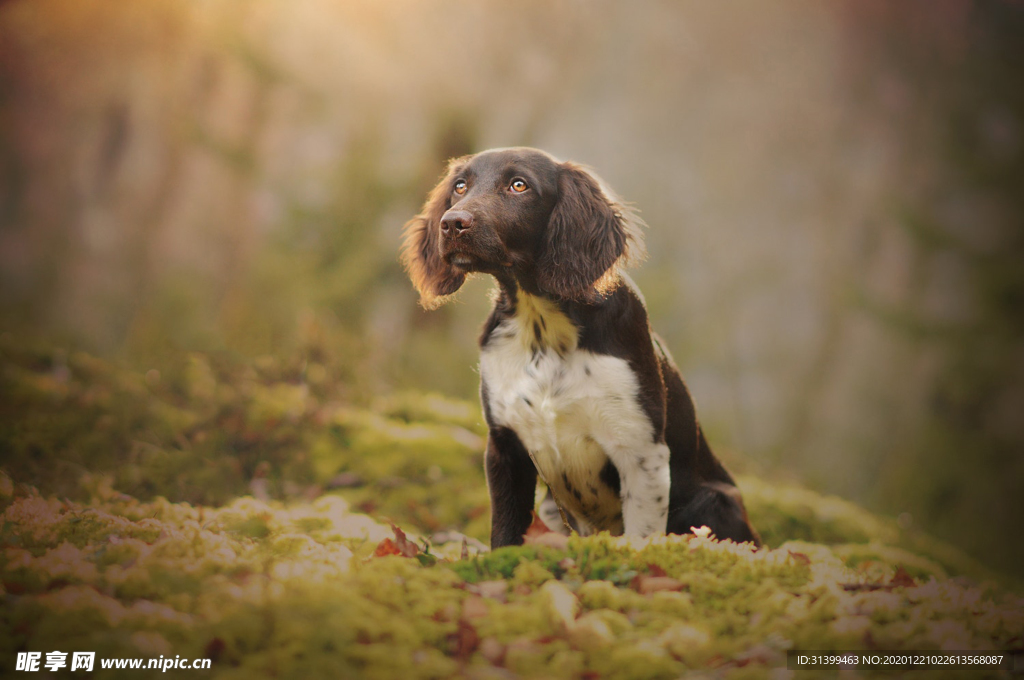 动物 宠物 狗 猫