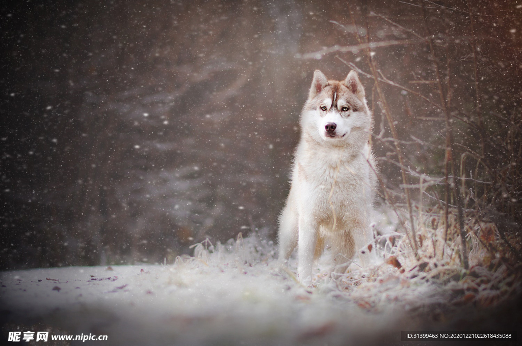 动物 宠物 狗 猫
