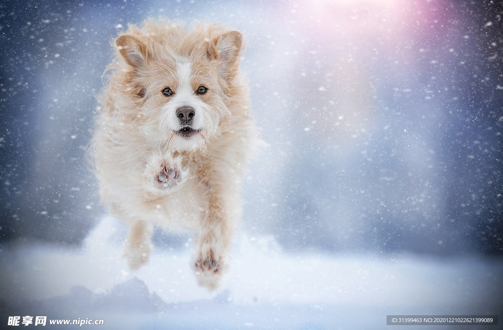 动物 宠物 狗 猫