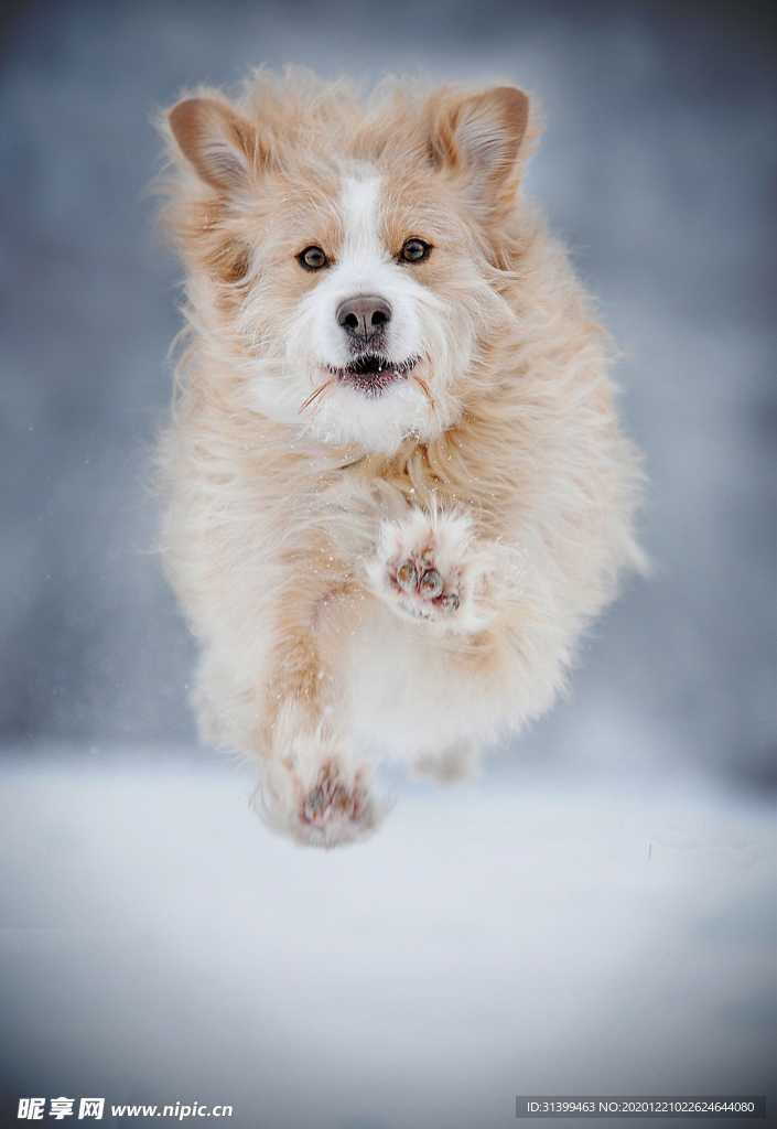 动物 宠物 狗 猫