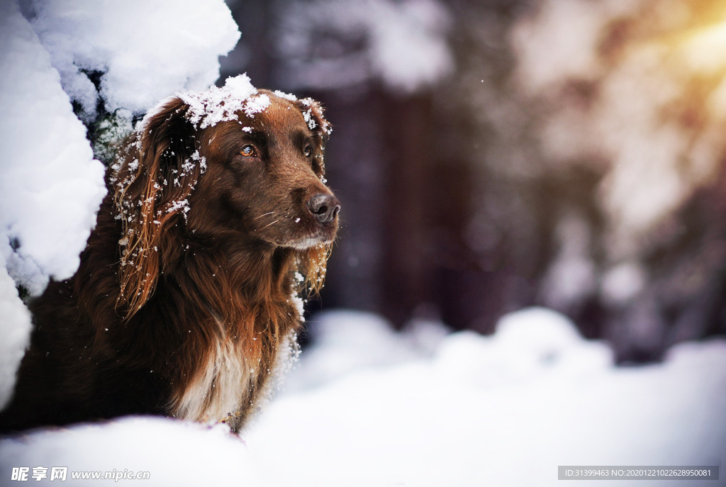 动物 宠物 狗 猫