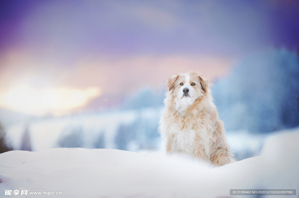 动物 宠物 狗 猫
