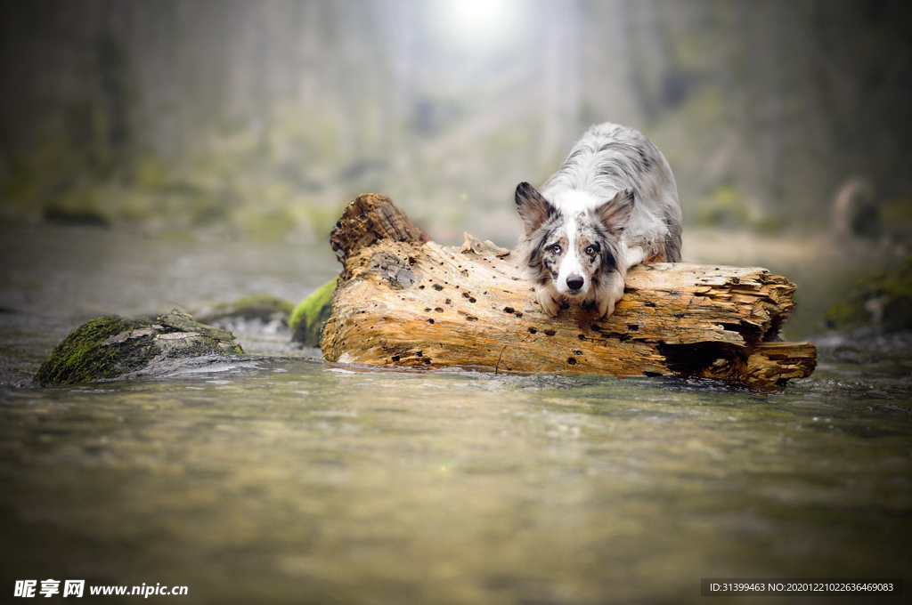 动物 宠物 狗 猫