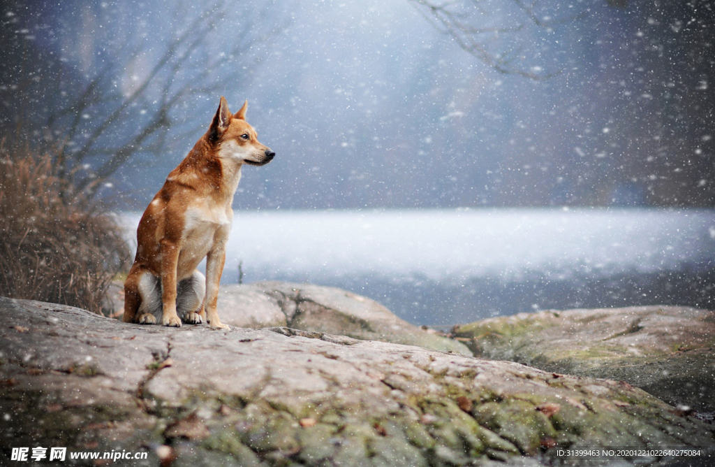 动物 宠物 狗 猫
