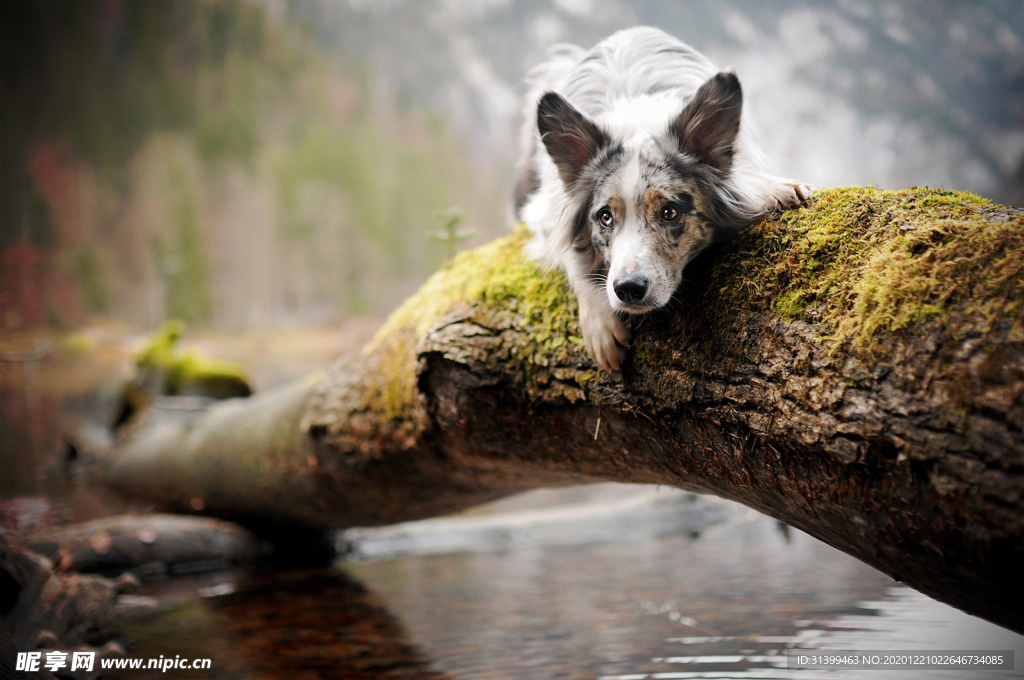 动物 宠物 狗 猫