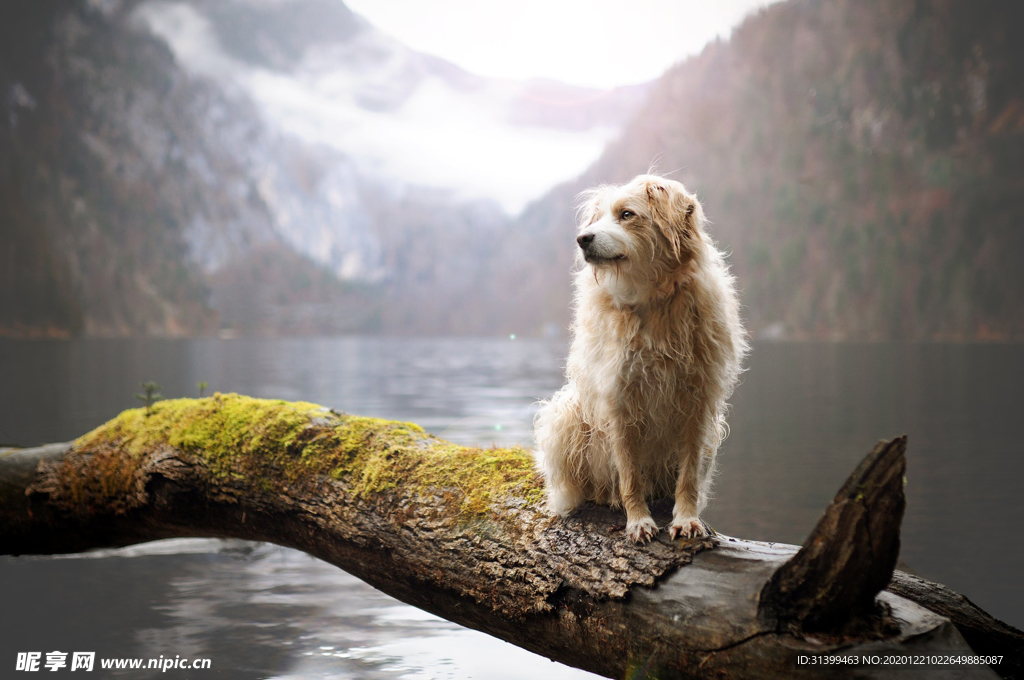 动物 宠物 狗 猫