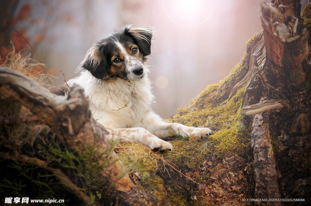 动物 宠物 狗 猫