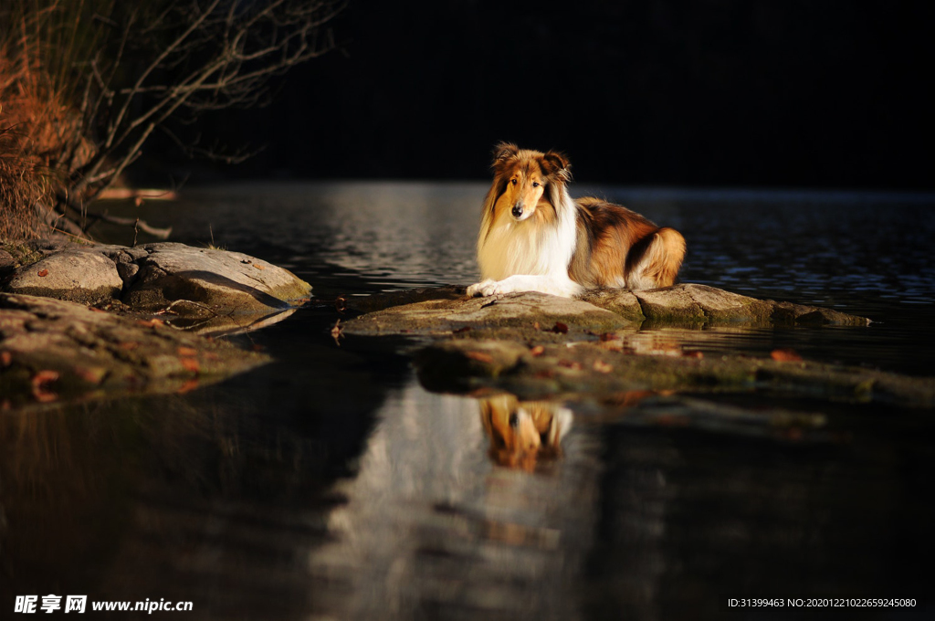 动物 宠物 狗 猫