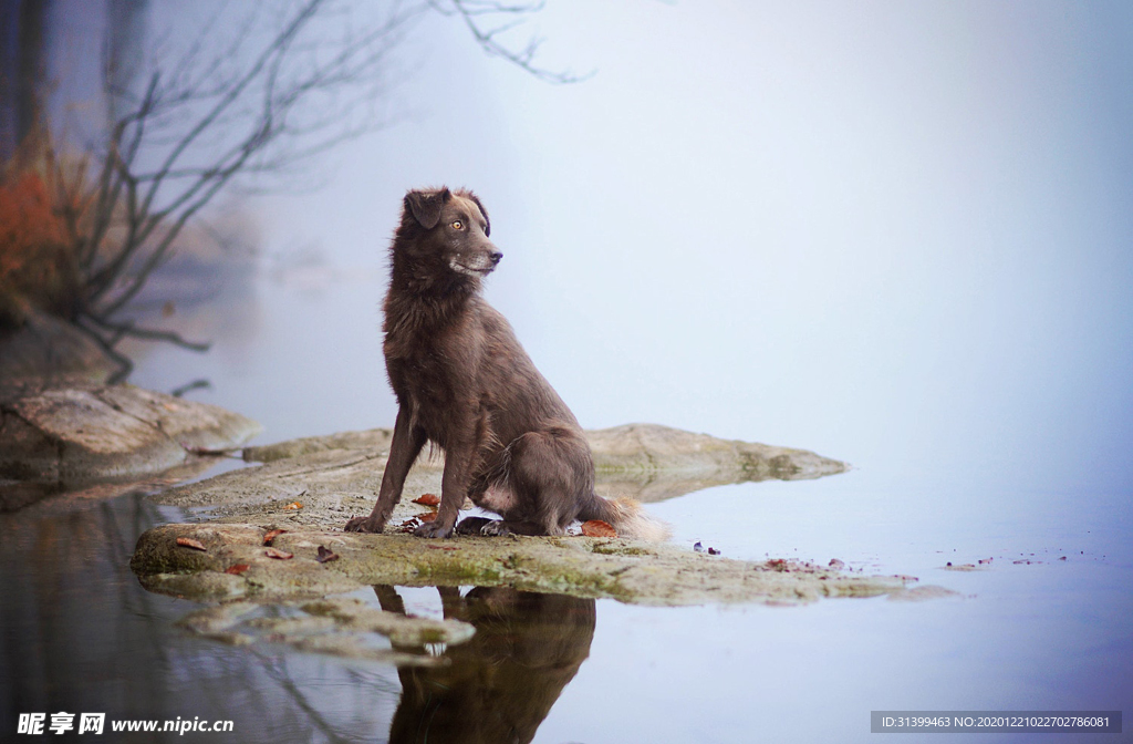 动物 宠物 狗 猫