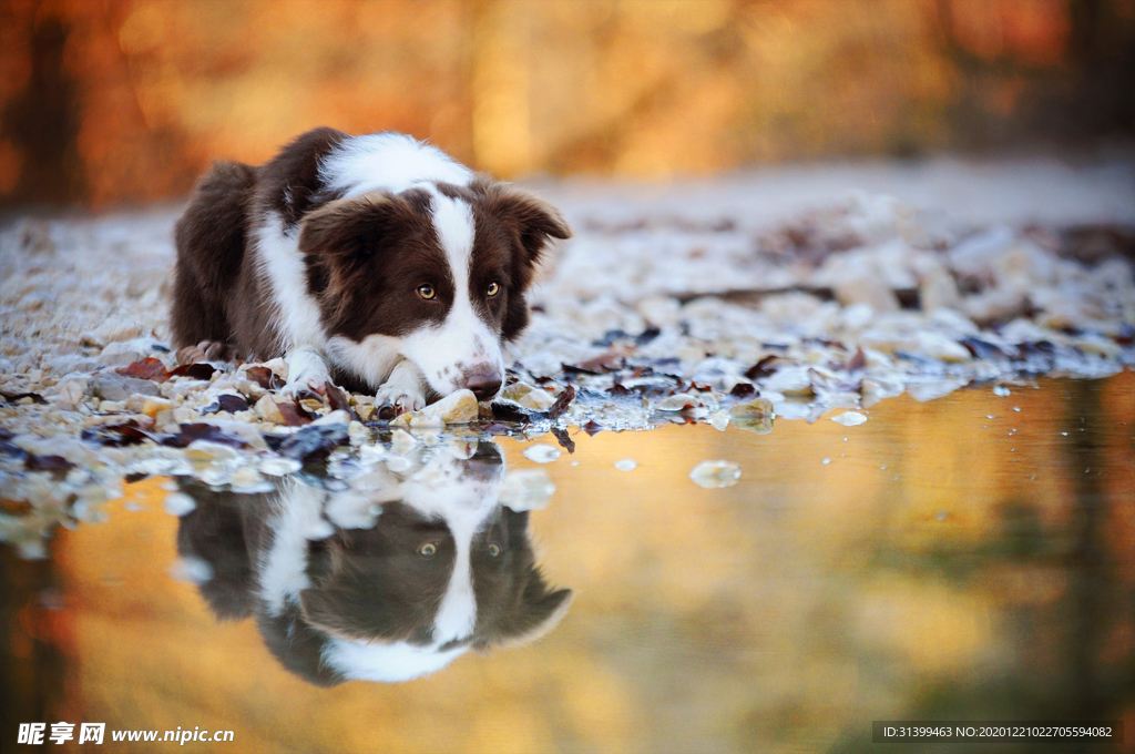动物 宠物 狗 猫