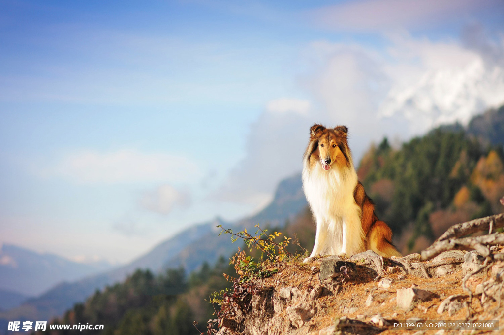 动物 宠物 狗 猫