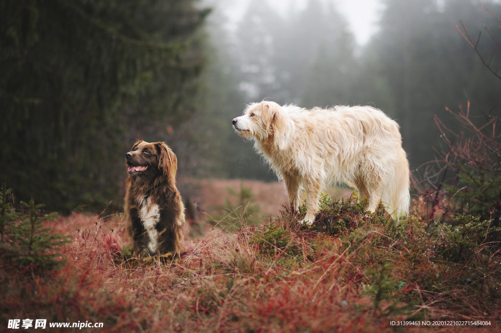 动物 宠物 狗 猫