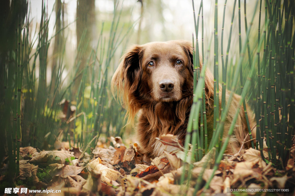 动物 宠物 狗 猫