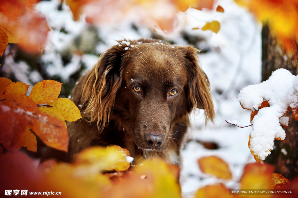 动物 宠物 狗 猫