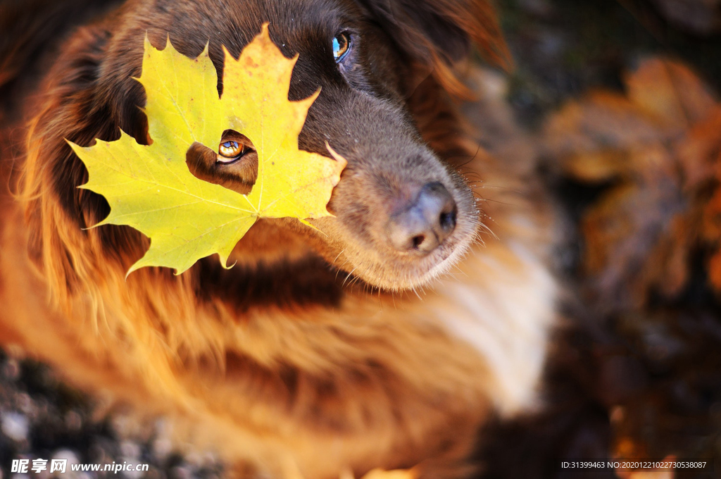 动物 宠物 狗 猫