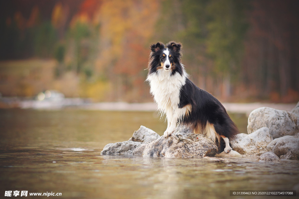 动物 宠物 狗 猫