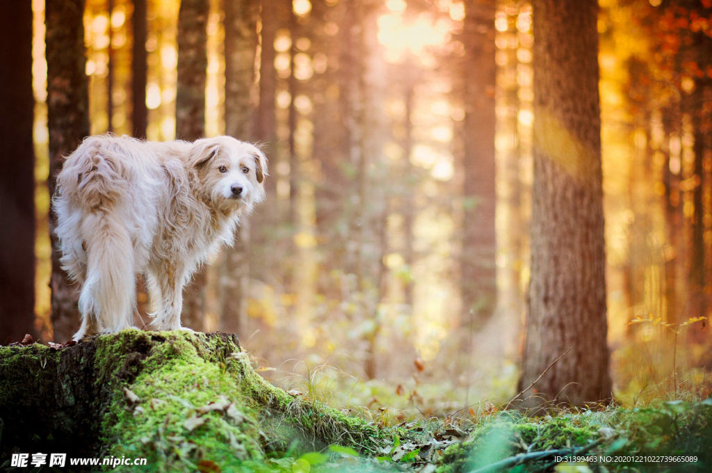动物 宠物 狗 猫